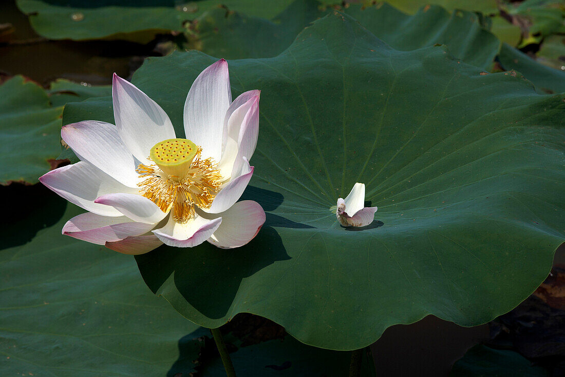 Lotus flower, Siem Reap, Cambodia