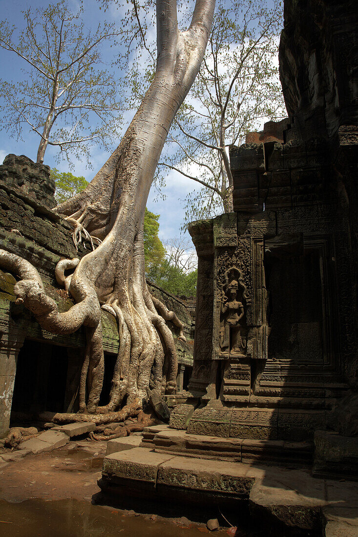 Tree growing over Ta Prohm temple, Cambodia