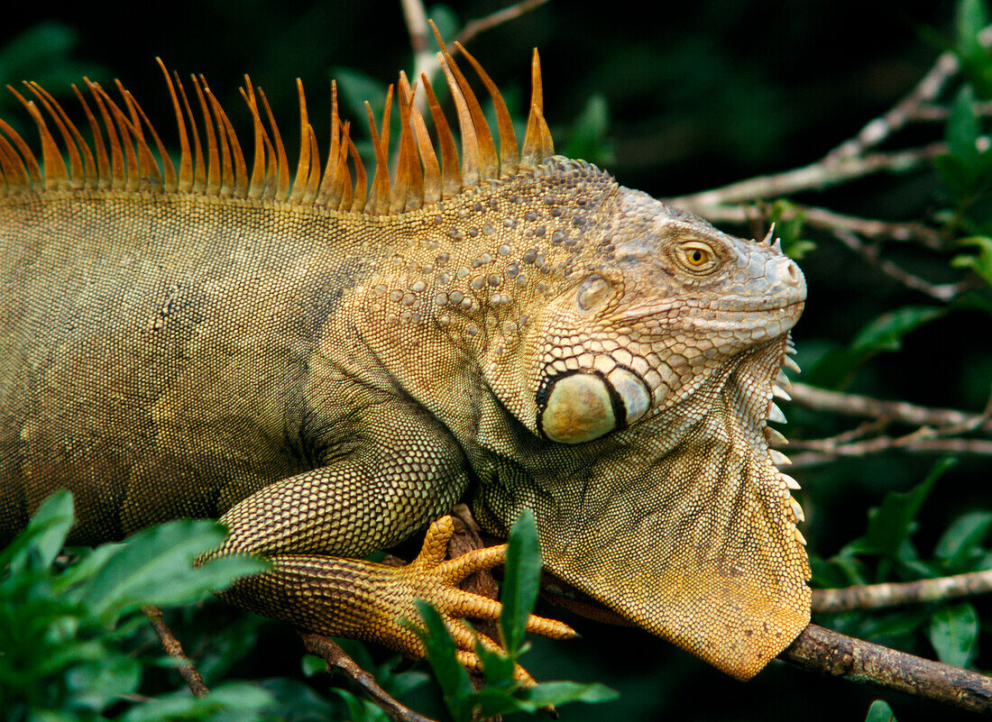 Iguana near Cano Negro National Park, Costa Rica