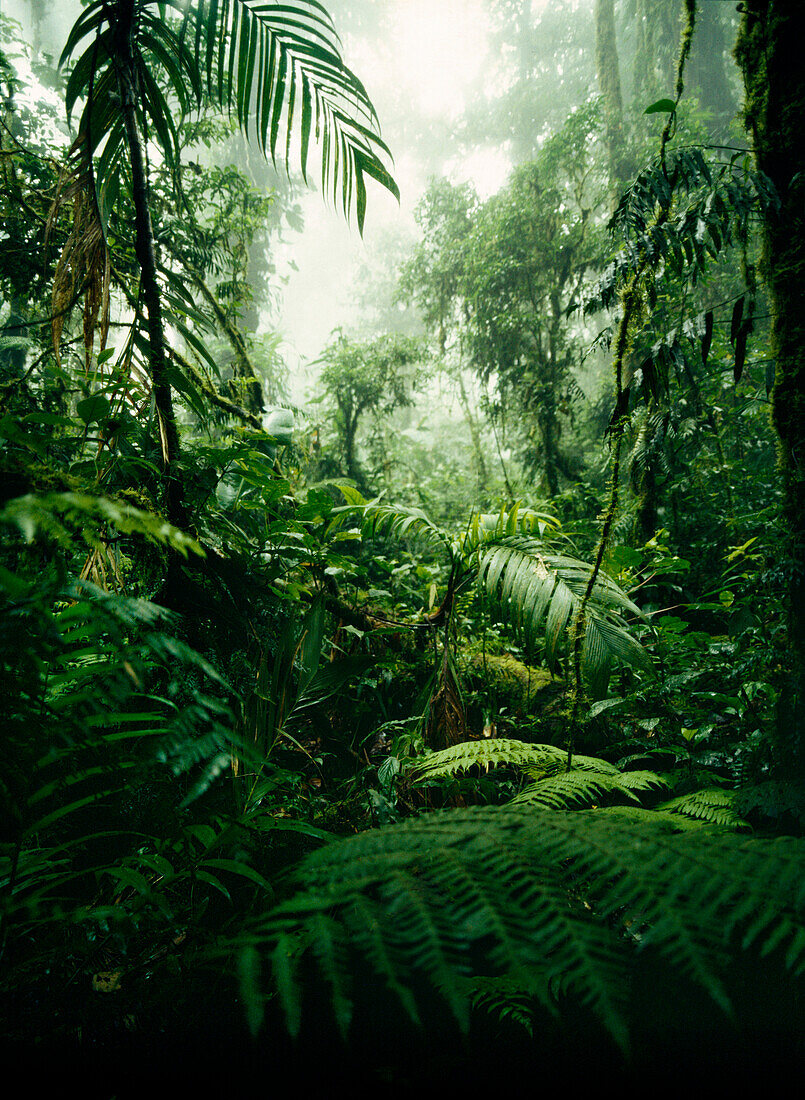 Jungle in Monteverde Cloud Forest Reserve, Costa Rica