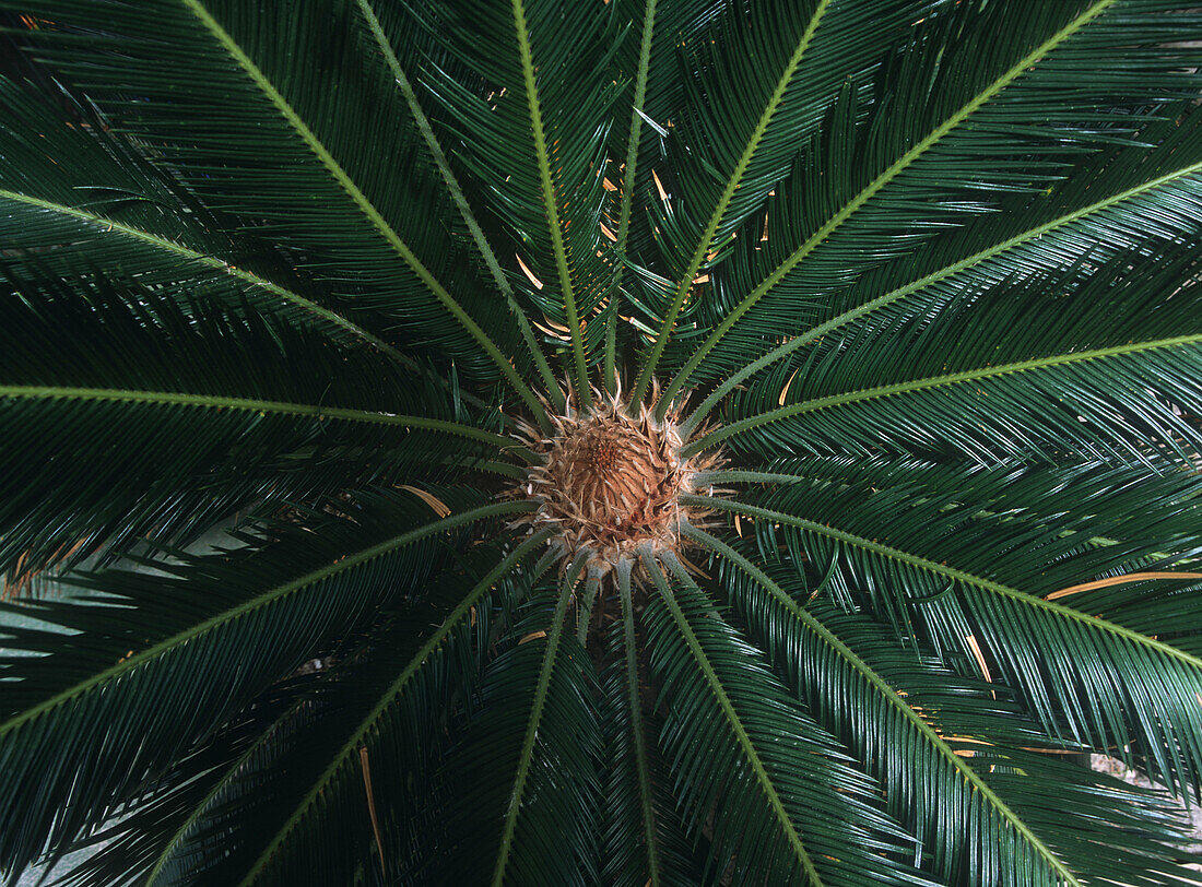 Plant in garden of the Sheraton Hotel, Willemstad, Curacao