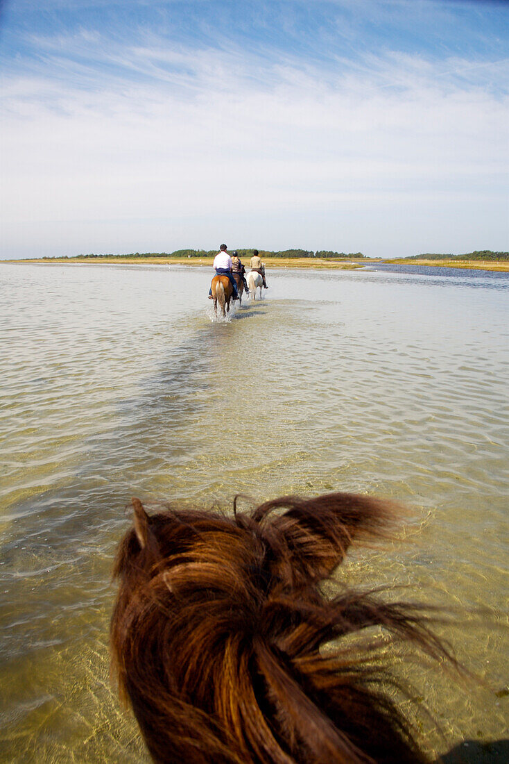 Riding Icelandic horses on beach, Laesoe, Denmark