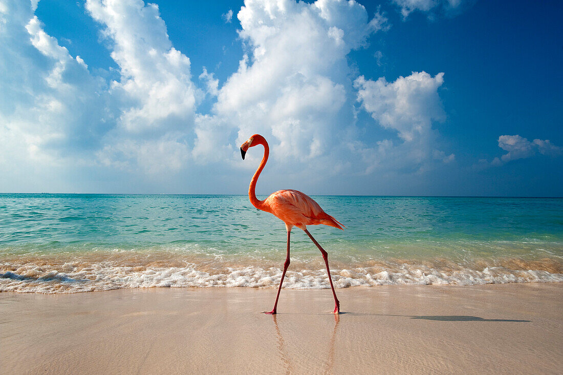 Flamingo walking along beach, Bayahibe, Dominican Republic