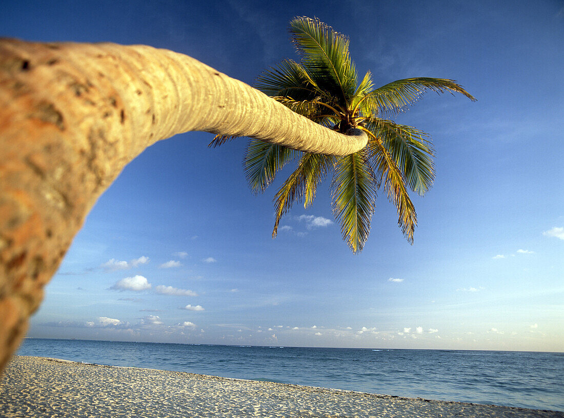 Curved palm tree above Bavaro Beach at dawn, Punta Cana, Dominican Republic