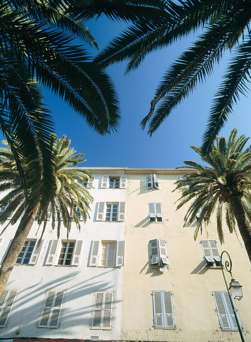 Date palms beneath houses in Ajaccio, Corsica, France