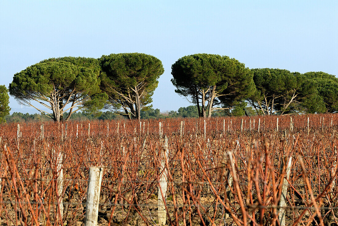 France, Aquitaine, Gironde, Sauternes vineyards, pine-trees in the back