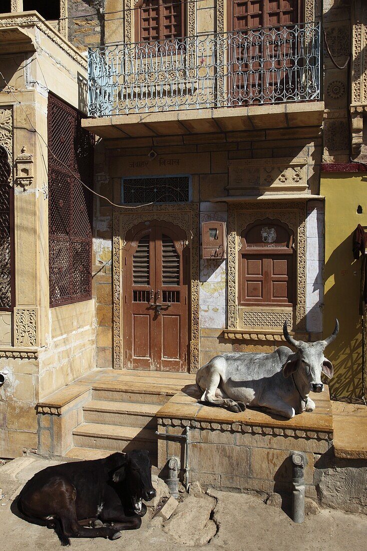 India, Rajasthan, Jaisalmer, street scene, sacred cows