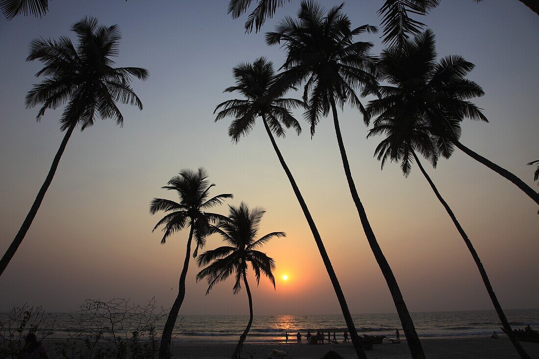 India, Goa, Colva beach, coconut palm grove, sunset, silhouette