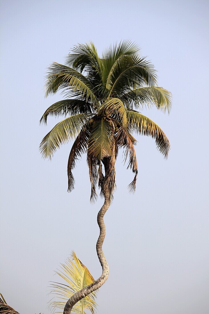 India, Kerala, Backwaters, twisted coconut palm