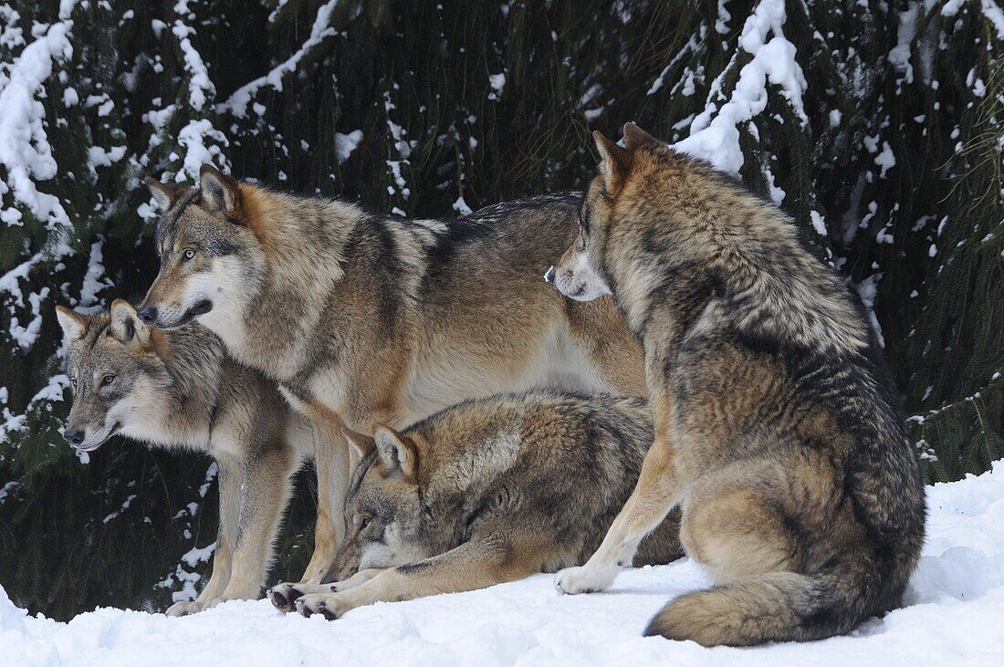 GREY WOLVES (CANIS LUPUS) IN SNOW, BAYERISCHER WALD NATIONAL PARK, GERMANY