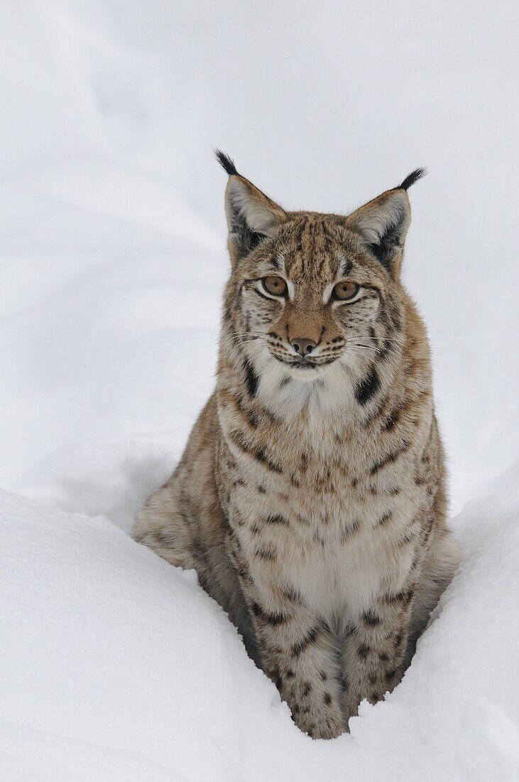 EURASIAN LYNX (LYNX LYNX) ON SNOW, … – License image – 70374573 lookphotos