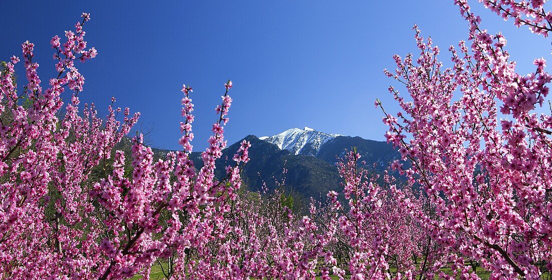 France, Roussillon, Pyrenées Orientales, Canigou mountain, peach trees in the foreground