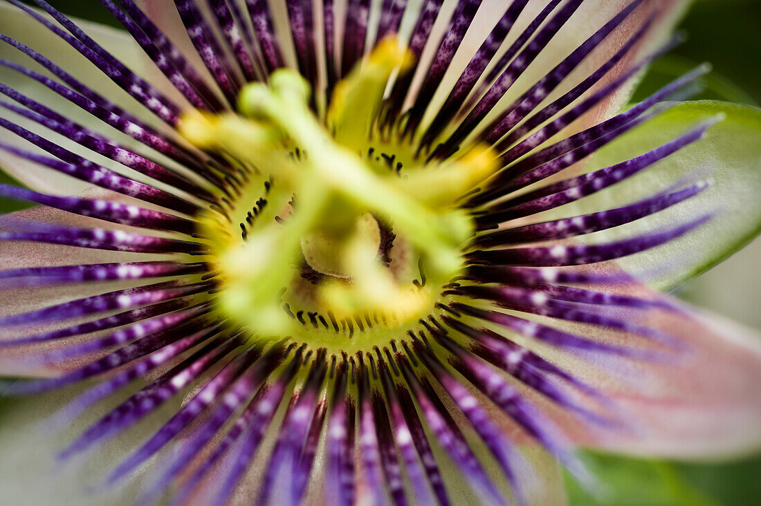 Flower, close-up on passion flower