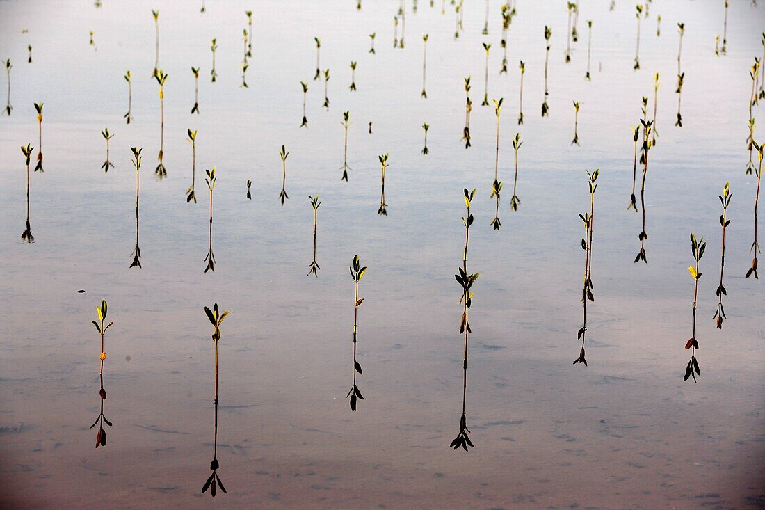 Sénégal, Tobor, Mangrove replanting sponsored by Dakar Oceanium NGO