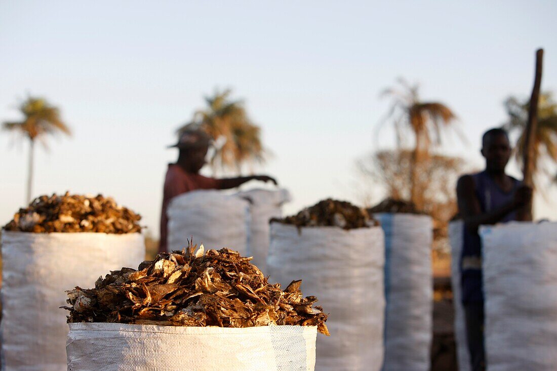 Sénégal, Kafountine, Fish scrap