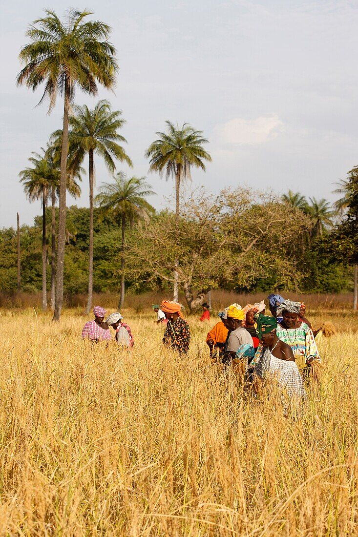 Sénégal, Bignola, Rice farming