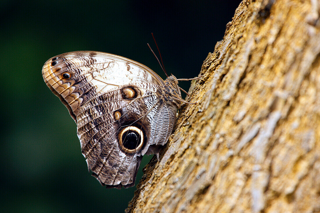 Eryphanis polyxena butterfly