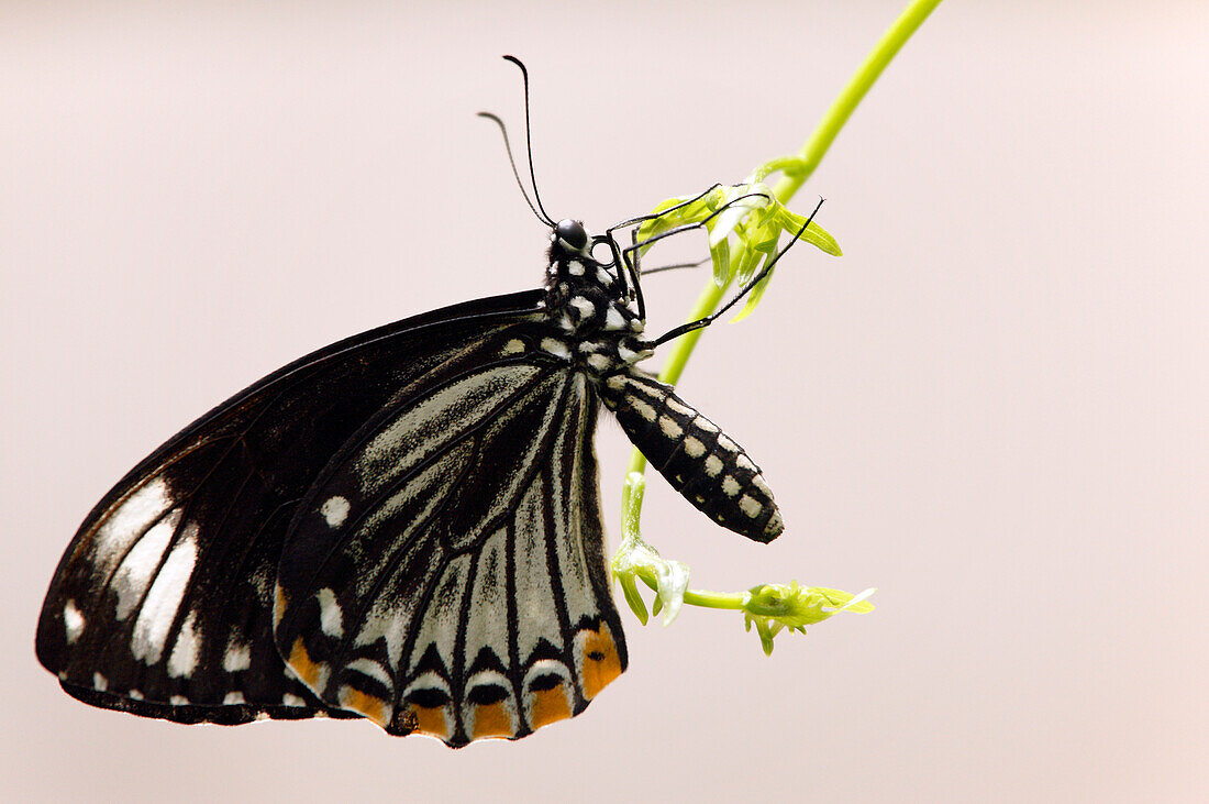 Danaus plexippus monarch butterfly