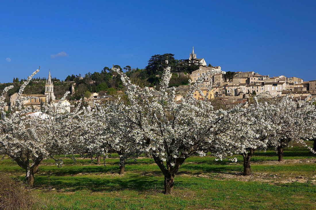 France, Provence, Vaucluse, Bonnieux, cherry trees in bloom