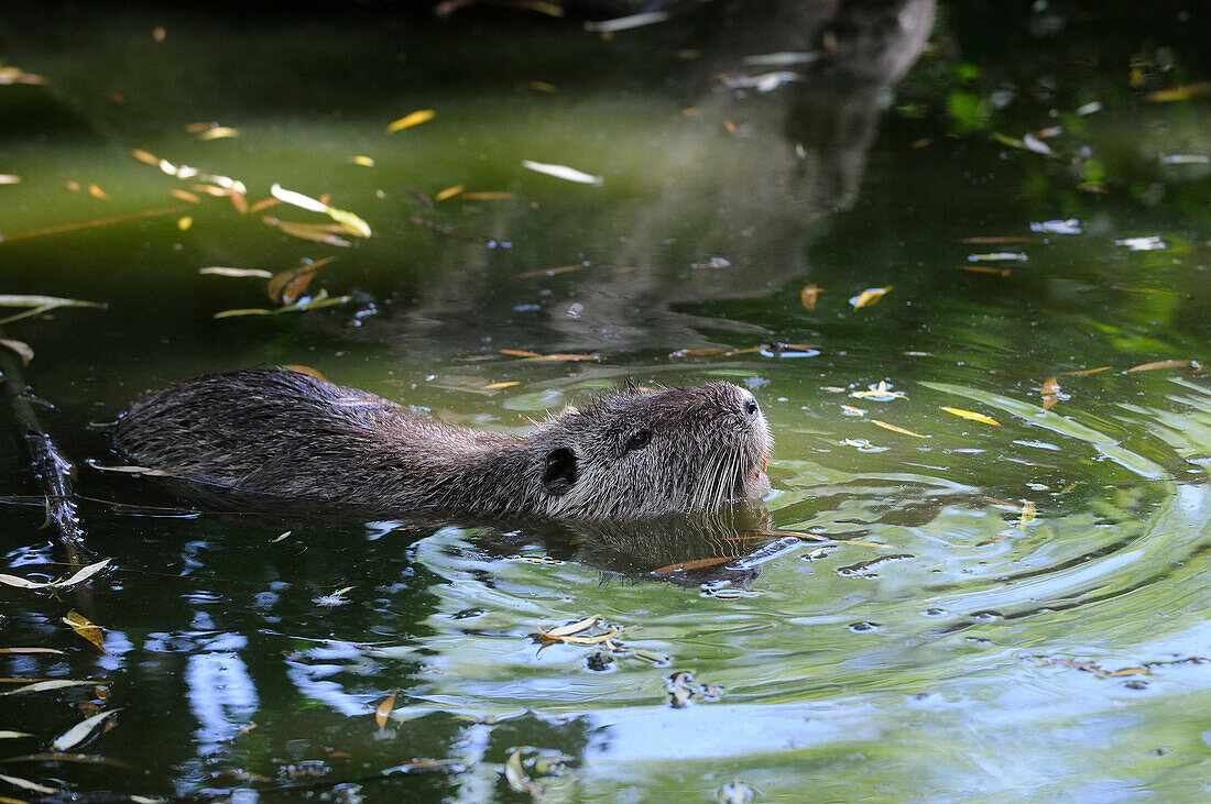 COYPU (MYOCASTOR COYPUS) SWIMMING, ALSACE, HAUT RHIN, FRANCE