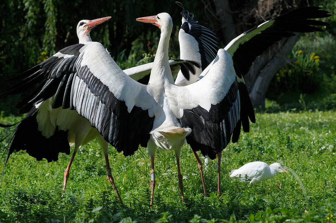 TWO WHITE STORKS (CICONIA CICONIA) FIGHTING, ALSACE, HAUT RHIN, FRANCE