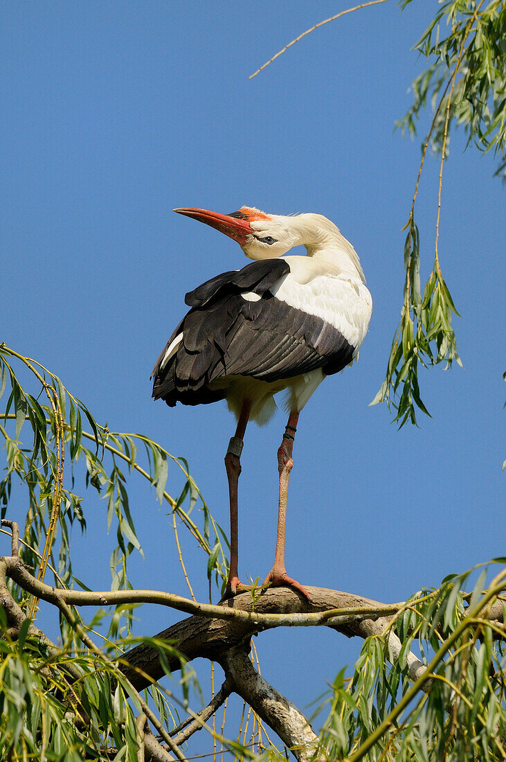 WHITE STORK (CICONIA CICONIA) CALLING ON TREE TOP, ALSACE, HAUT RHIN, FRANCE