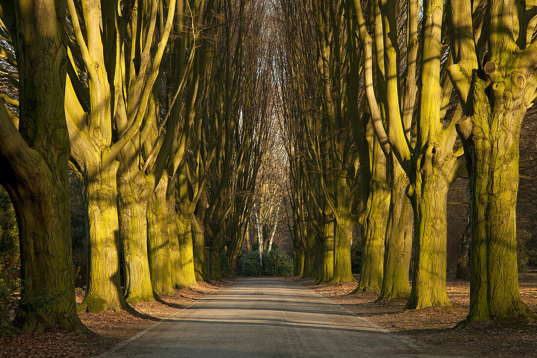 Menschenleere Hainbuchenallee am Hauptfriedhof, Dortmund, Nordrhein-Westfalen, Deutschland, Europa