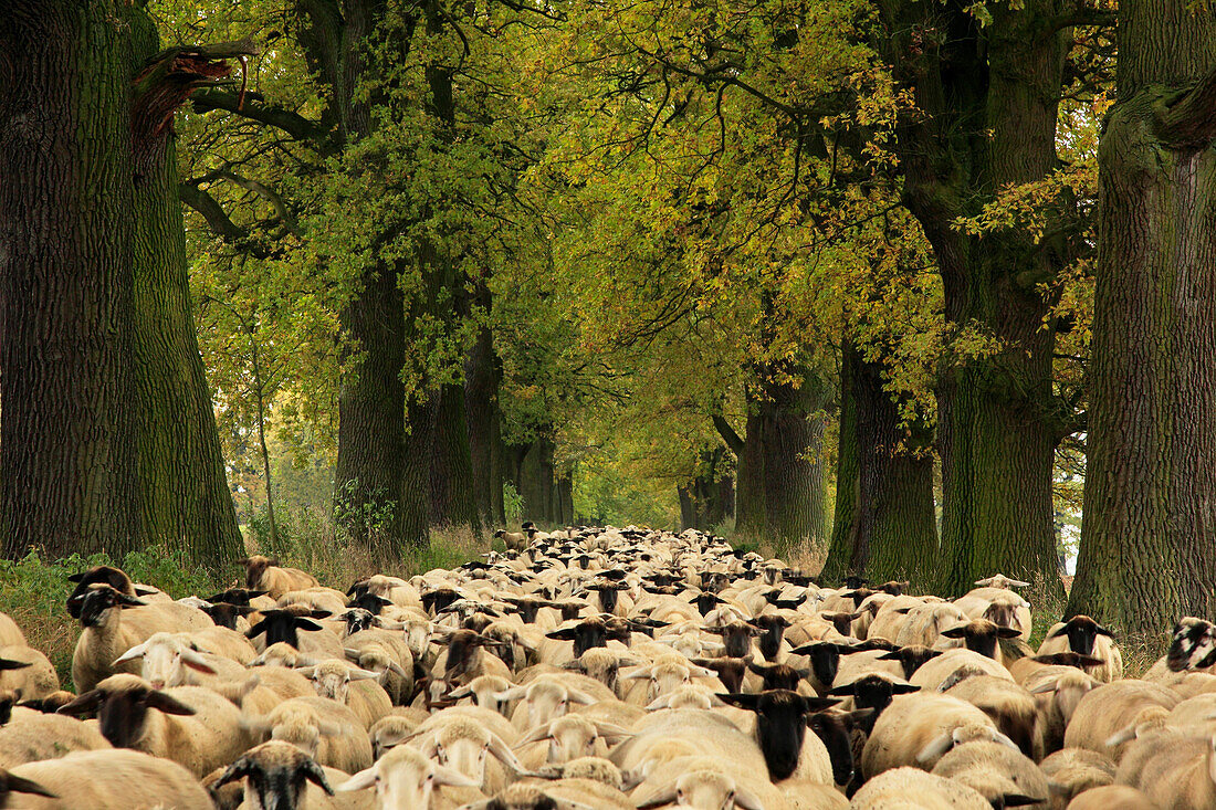 Flock of sheep in an oak alley, Hofgeismar, Hesse, Germany, Europe