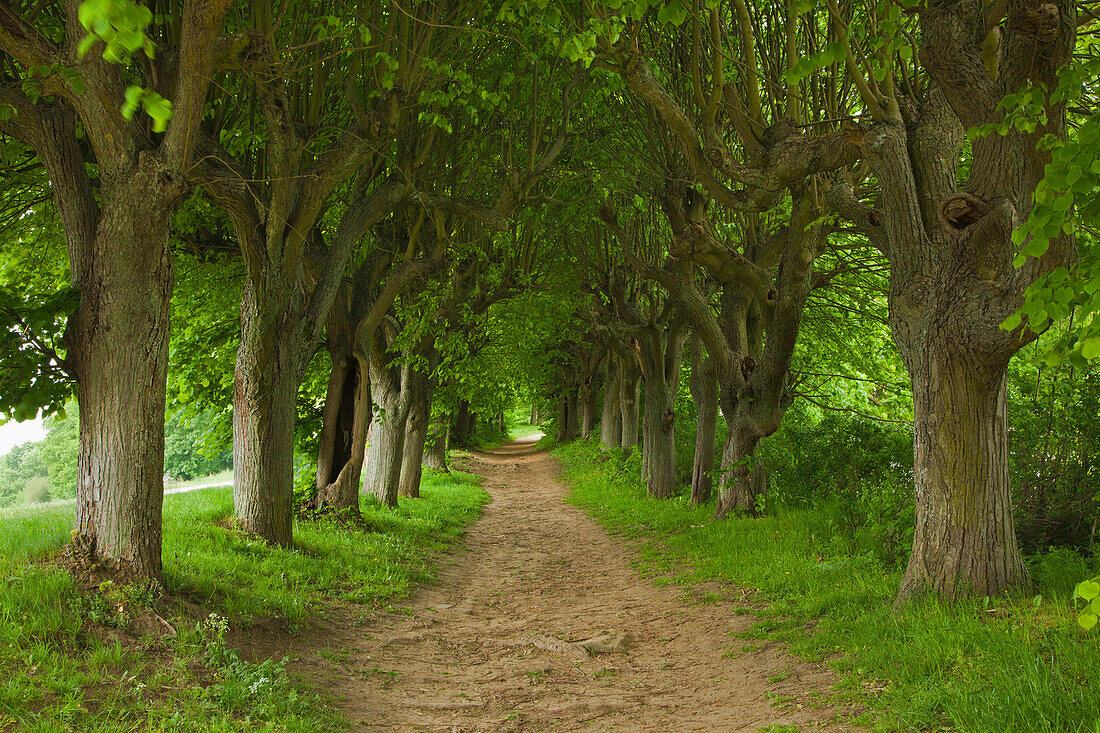 Lime tree alley at Banz monastery, Fraenkische Schweiz, Franconia, Bavaria, Germany, Europe