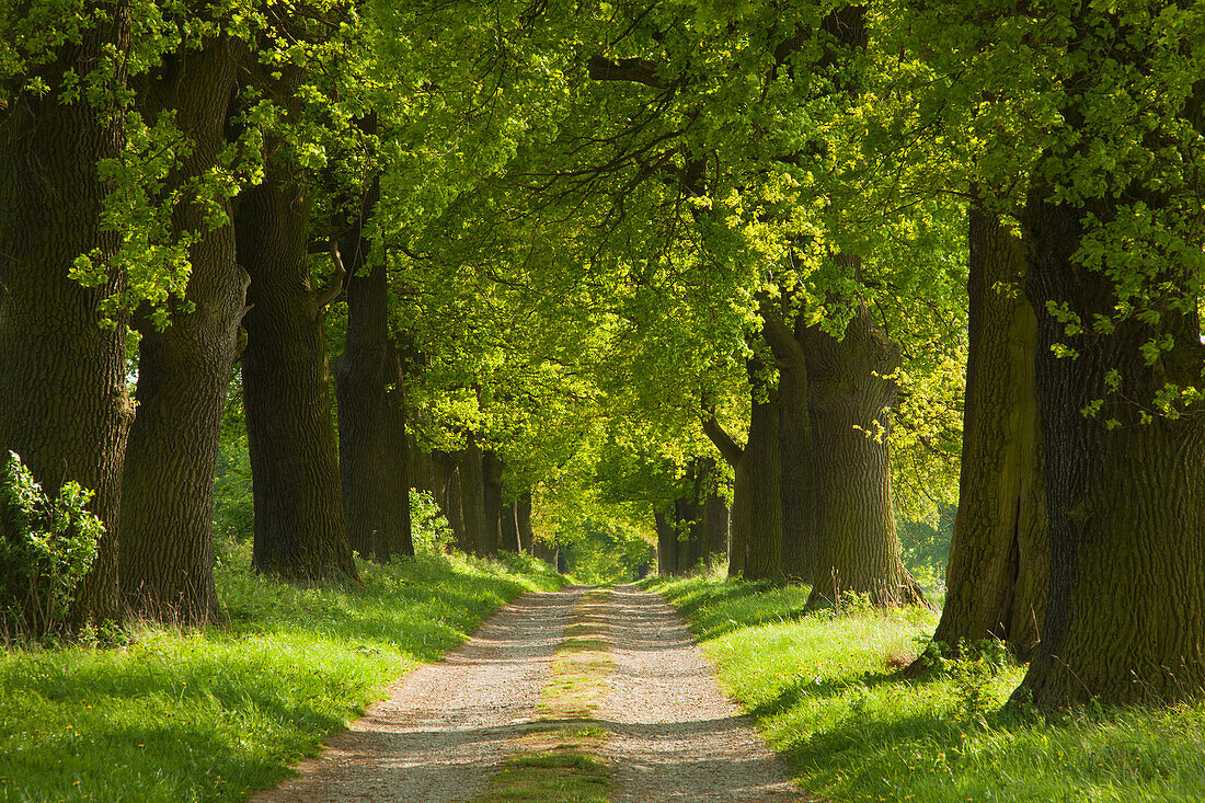 Oak alley in the sunlight, Hofgeismar, Hesse, Germany, Europe