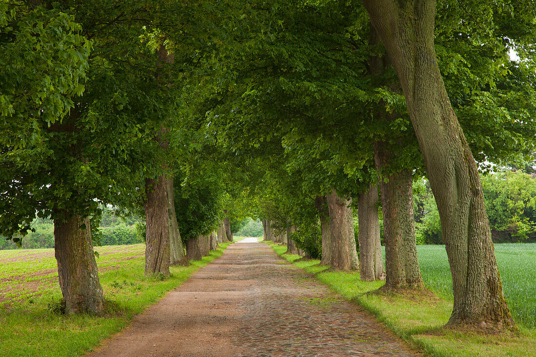 Maple alley in idyllic landscape, Greifswald, Mecklenburg-Western Pomerania, Germany, Europe