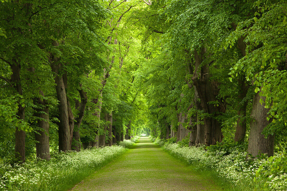 Menschenleere Lindenallee, Greifswald, Mecklenburg-Vorpommern, Deutschland, Europa