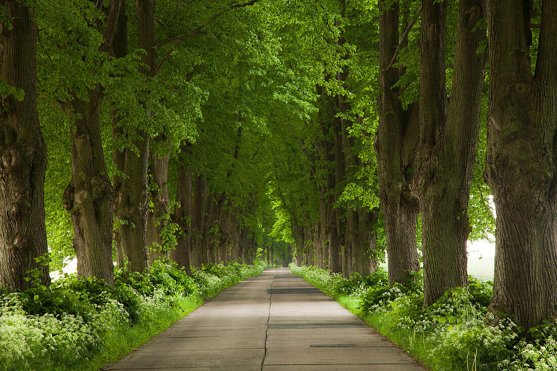 Idyllische Lindenallee auf der Insel Usedom, Mecklenburg-Vorpommern, Deutschland, Europa