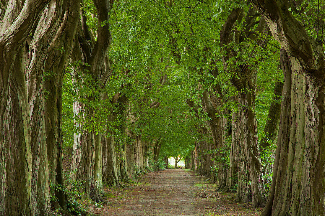 Hainbuchenallee in idyllischer Landschaft, Hagenow, Mecklenburg-Vorpommern, Deutschland, Europa