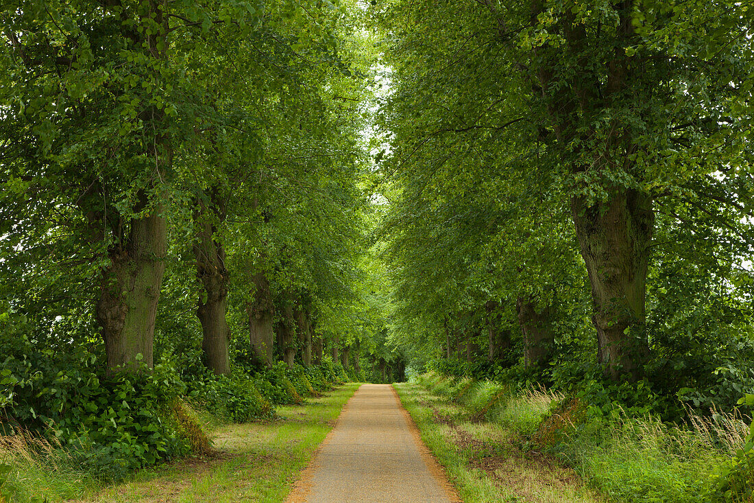 Idyllische Lindenallee, Greifswald, Mecklenburg-Vorpommern, Deutschland, Europa