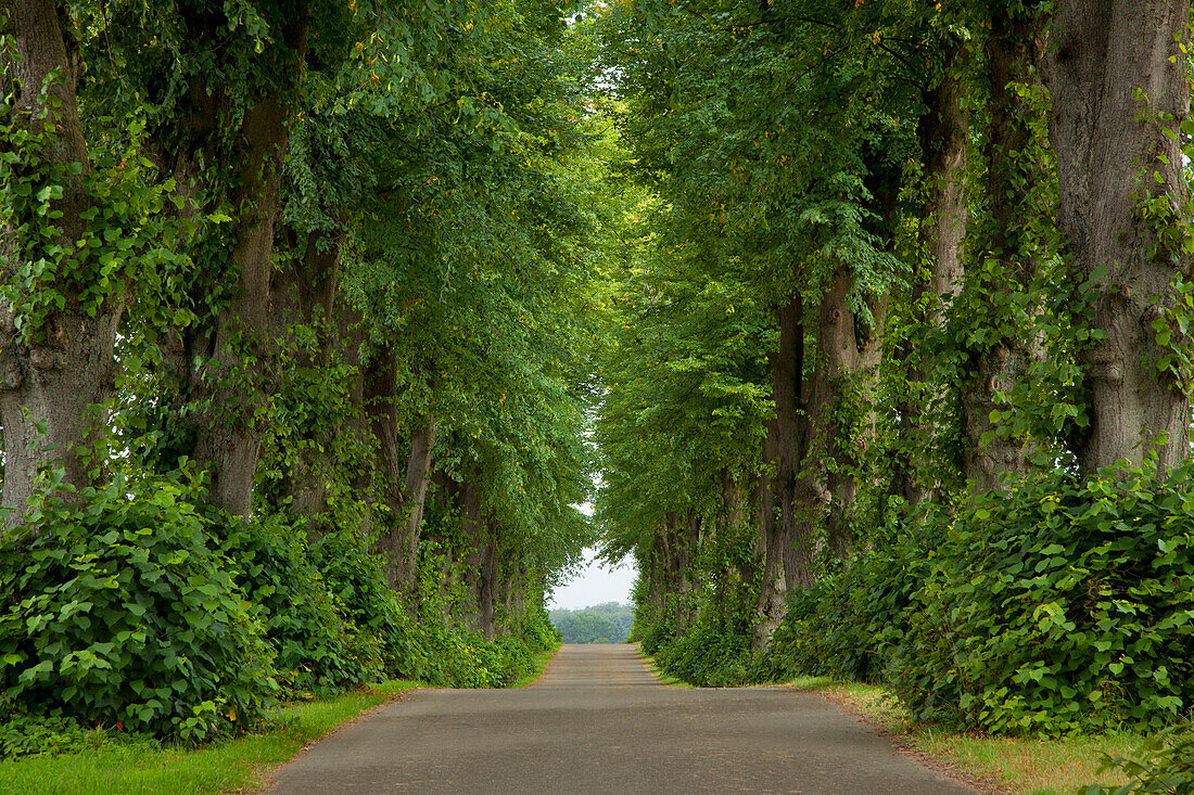 Idyllic lime tree alley, Neumuenster, Schleswig-Holstein, Germany, Europe