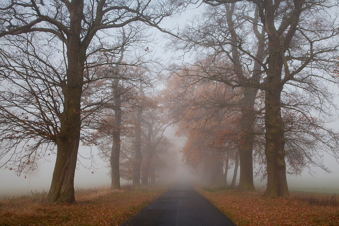 Autumnal oak alley in the fog, Hofgeismar, Hesse, Germany, Europe