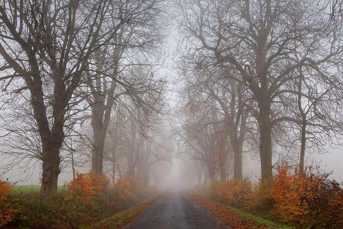 Autumnal chestnut alley in the fog, Hofgeismar, Hesse, Germany, Europe