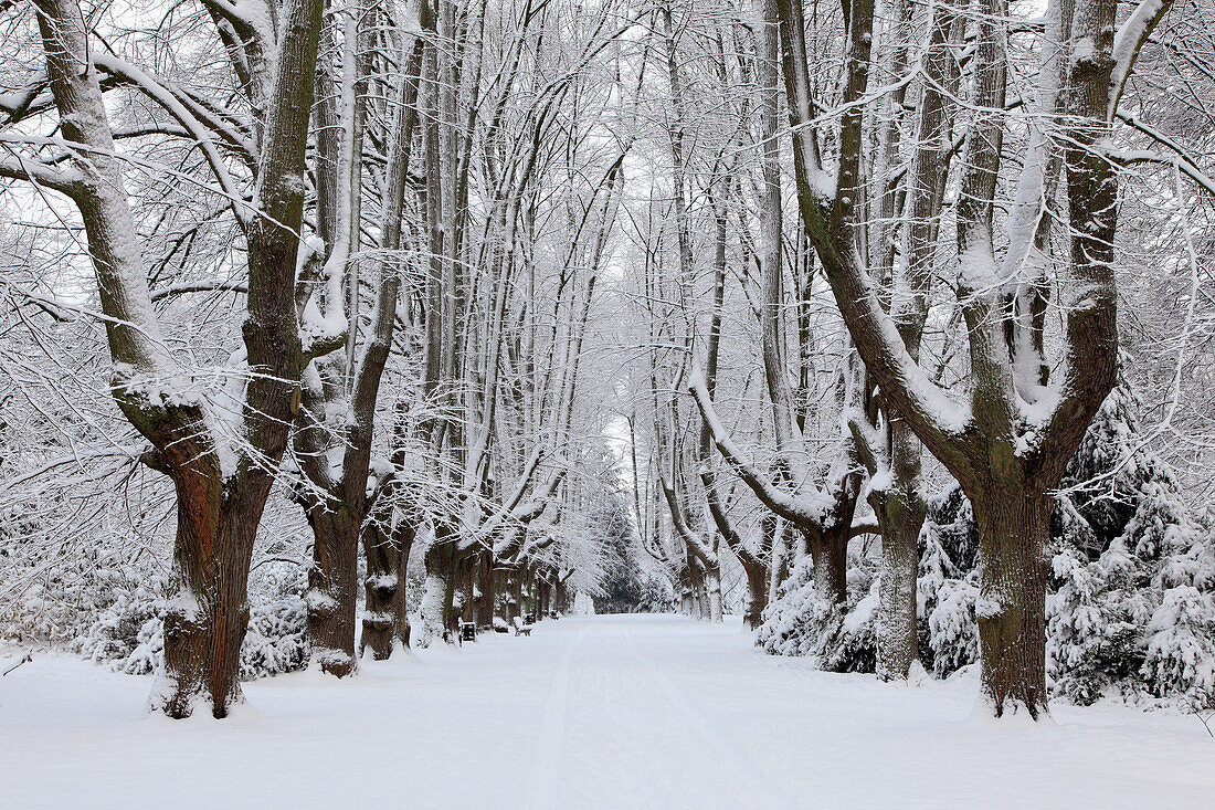 Verschneite Lindenallee im Rombergpark, Dortmund, Nordrhein-Westfalen, Deutschland, Europa