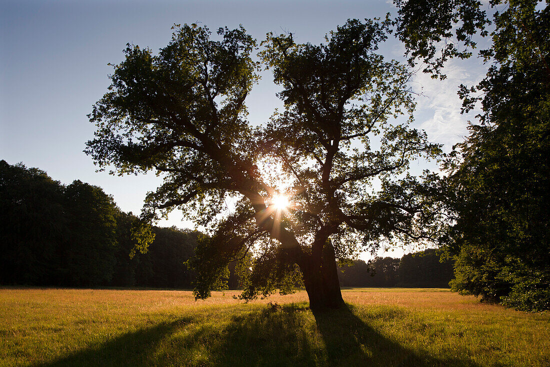 Eiche im Schlosspark Ludwigslust bei Sonnenuntergang, Mecklenburg-Vorpommern, Deutschland, Europa