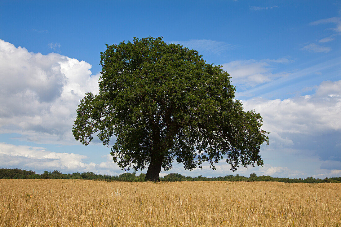 Eiche im Getreidefeld, Hagenow, Mecklenburg-Vorpommern, Deutschland, Europa