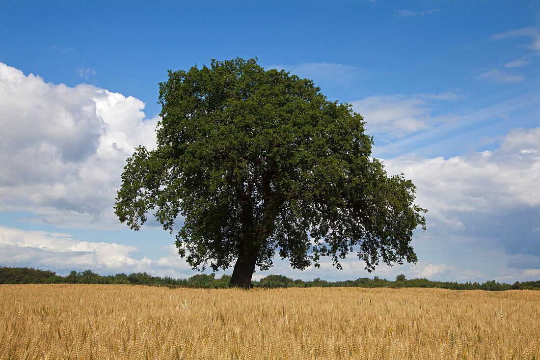 Oak tree in grainfield, Hagenow, Mecklenburg-West Pomerania, Germany, Europe