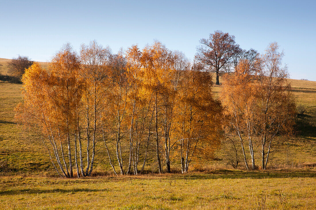 Birches in autumn, Wernigerode, Harz mountains, Saxony-Anhalt, Germany, Europe