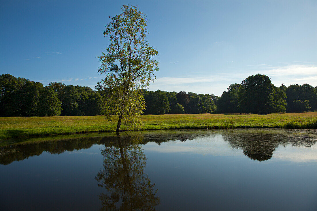 Birke am Luisenteich, Schlosspark Ludwigslust, Mecklenburg-Vorpommern, Deutschland, Europa