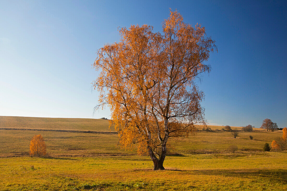 Birch in autumn, Wernigerode, Harz mountains, Saxony-Anhalt, Germany, Europe