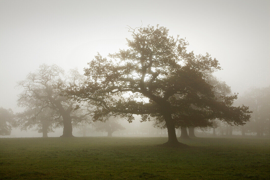 Bäume im Herbst