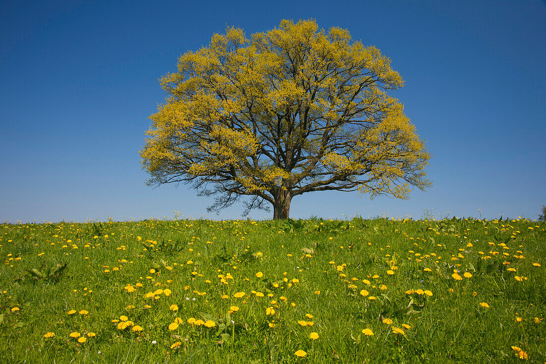 Oak tree in a flower meadow, Chiemgau, Bavaria, Germany, Europe