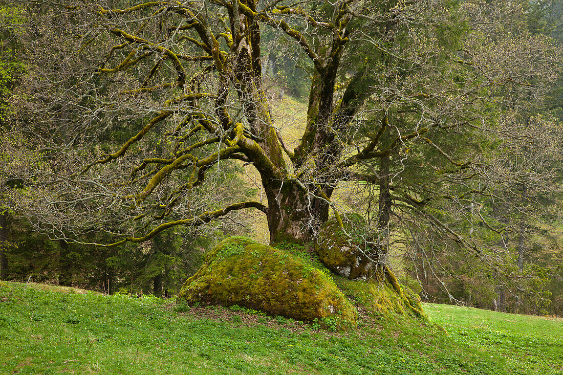 Ahorn auf einer Wiese, Allgäu, Bayern, Deutschland, Europa