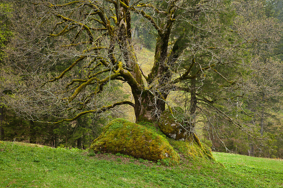 Maple tree in a meadow, Allgaeu, Bavaria, Germany, Europe