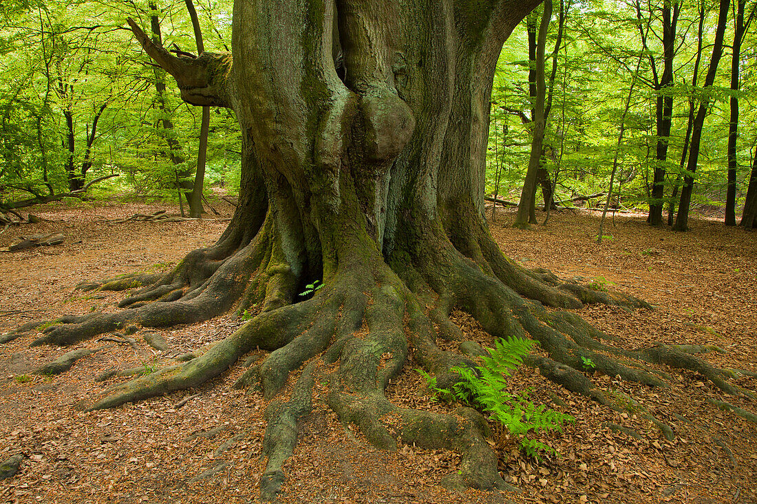 Fern between the roots of an old beech, nature reserve Urwald Sababurg, Reinhardswald, Hesse, Germany, Europe